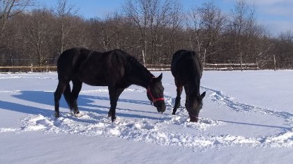 Shadow et Emjy 