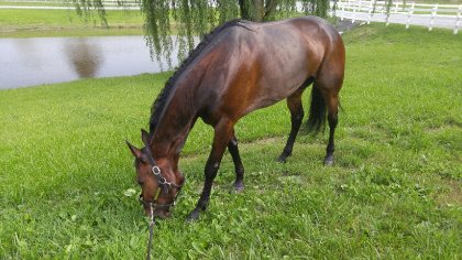 Cheval brun broutant de l'herbe bien verte