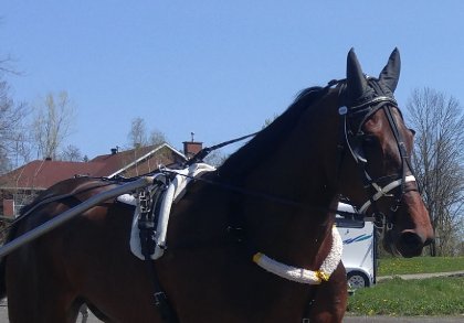Cheval brun avec attelage