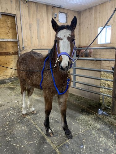 Cheval attaché dans une écurie