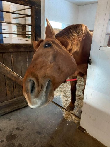 Cheval qui se sort la tête du box