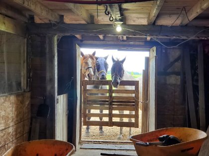 Billy, Jackson et Jelly ...pas moyen de nettoyer tranquille....