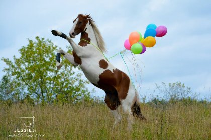 &#128052; Magic &#128247; @Jessie photographie 