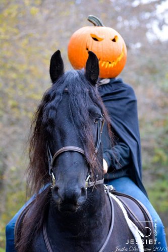 &#128052; Hadès étalon frison que j'ai reçu à l'entraînement...
