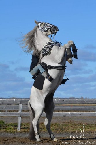 &#128052; Mosto II, étalon Andalous que j'ai reçu à...