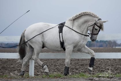&#128052; Mosto II, étalon Andalous que j'ai reçu à...