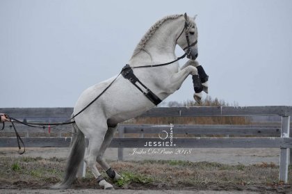 &#128052; Mosto II, étalon Andalous que j'ai reçu à...