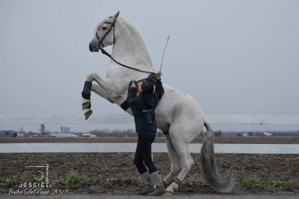 &#128052; Mosto II, étalon Andalous que j'ai reçu à...