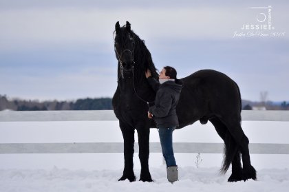 &#128052; Onyx, étalon frison que j'ai reçu à l'entraînement...
