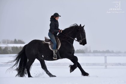 &#128052; Hadès étalon frison que j'ai reçu à l'entraînement...