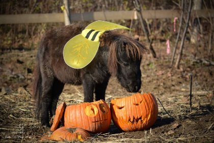 &#128052; Emma &#128247; @jessie photographie &#127875;