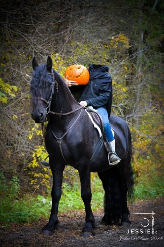 &#128052; Hadès étalon frison que j'ai reçu à l'entraînement...