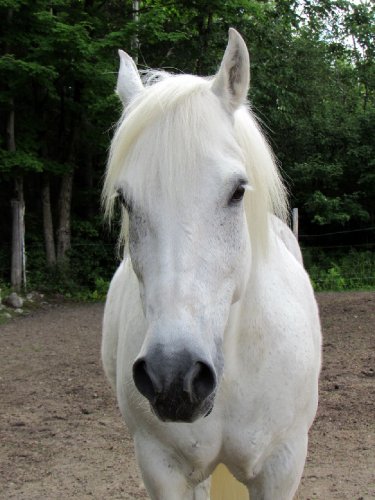 Déjà 21 ans pour mon gros blanc.Bonne Fête Sillver!
