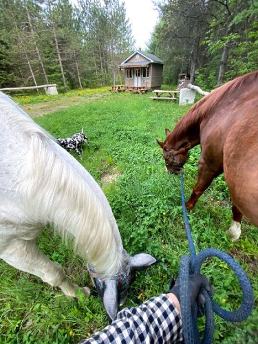 #ste-sophie #laurentides #pleineair #chevaux 