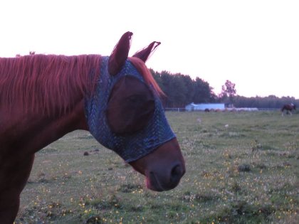 Ma belle Cowgirl à la brunante