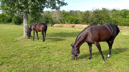 Shadow et Emjy