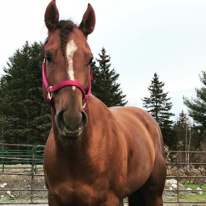 Voici Wickedly on Corona! Ce poulain était mon cheval de rêve....