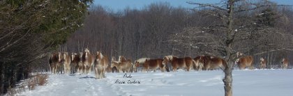 Magnifique troupeau de chevaux belges