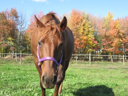 Tout simplement Cowgirl ! Diagnostic d'asthme qui nous oblige à...