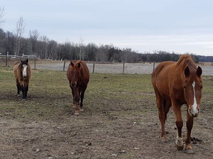 Micro, Cowgirl et Déli qui apprenent à s'aimer !