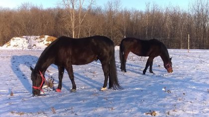 Shadow et Emjy