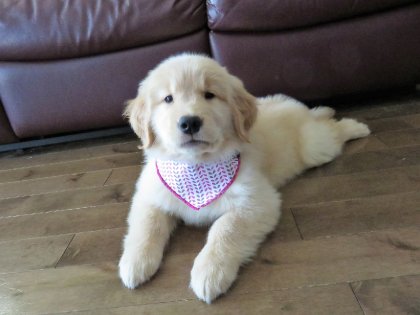Ma petite nouvelle, Sarabi !