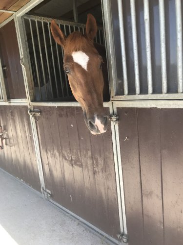 Mon nouveau cheval Flambeau !