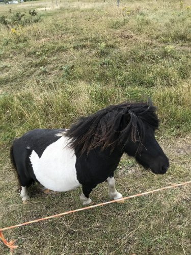 Le poney de ma voisine Guimauve et ma jument Émeraude 