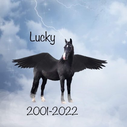 Hier le 14 août jai dû dire aurevoir aux cheval de ma vie après...