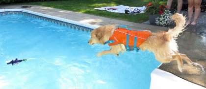 Mes chiens aussi font du sport ! Ma petite Sarabi, 8 mois, qui...