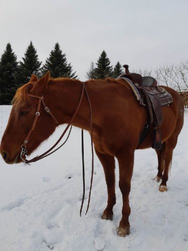 Un autre déménagement pour Cowgirl prévu dans les prochaines...