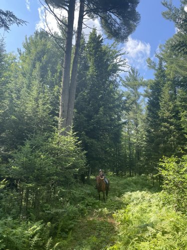 En randonnée, à côté d'un très grand arbre !