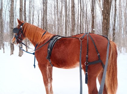 Balade en forêt aux longues rênes avec mon poulain de 20 mois....