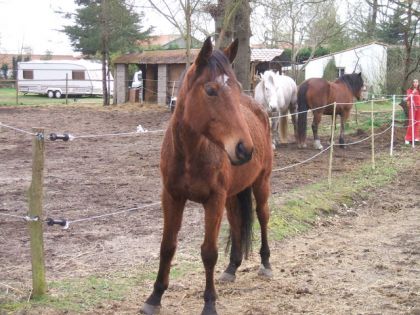 Midelt, mon deuxième cheval, enfin celui de ma fille ainée ! Un...