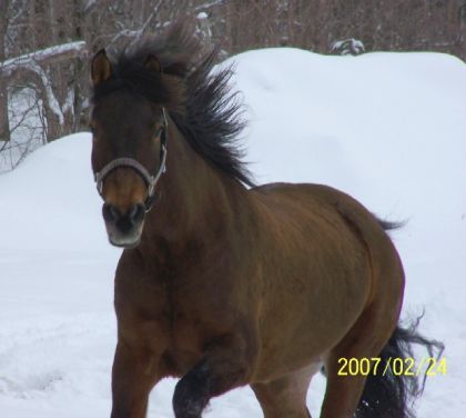 cheval en hiver