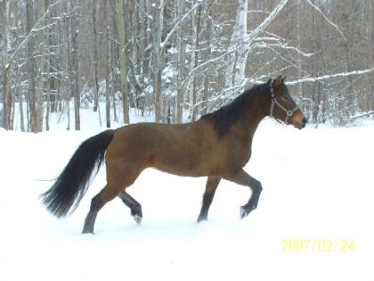 Cheval au trot en hiver