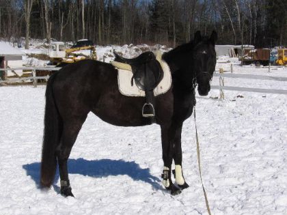 Cheval pret a être longé