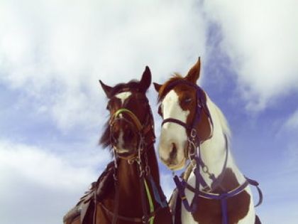 Aramis et Skip en traille le ciel derriere elles est superbe...