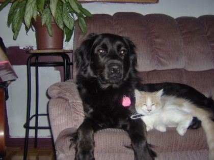 mon chien aime bien les chat