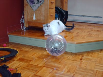 mon minou +le rat a ma soeur (petit peureux)