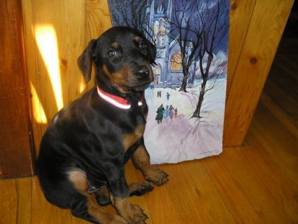 Nadeige La doberman king de 8 semaines à mes parents