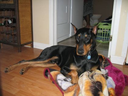 Voici mon chien Jack