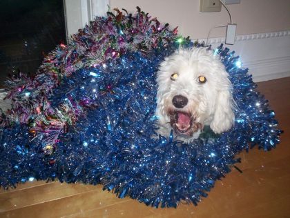 mon chien ti-gars a noel