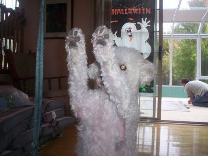 une autre de mais chien elle vous aler rir de son nom ser  ...