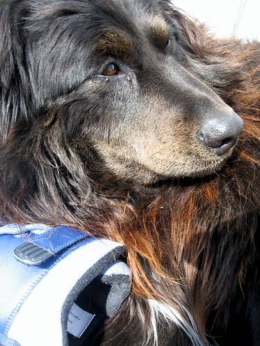 Balto =)