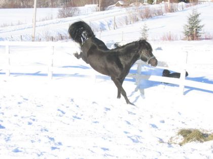Cheval noir qui rue