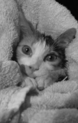 Ma chatte après un bon bain...8 mois déja!