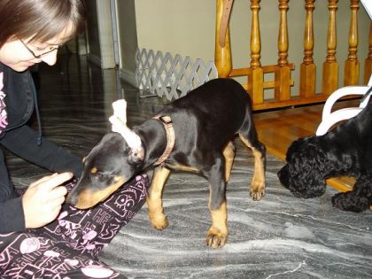 Le petit Jack, doberman mâle de 4 mois, le chien de mon oncle.