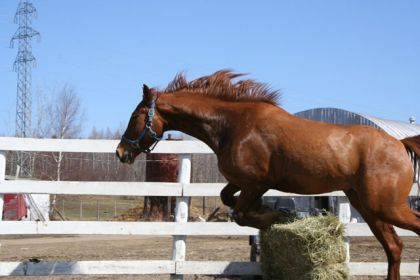 Cheval qui saute des balles de foin