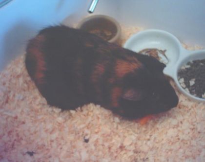 Voici Ali, mon petit cochon d'Inde ;)